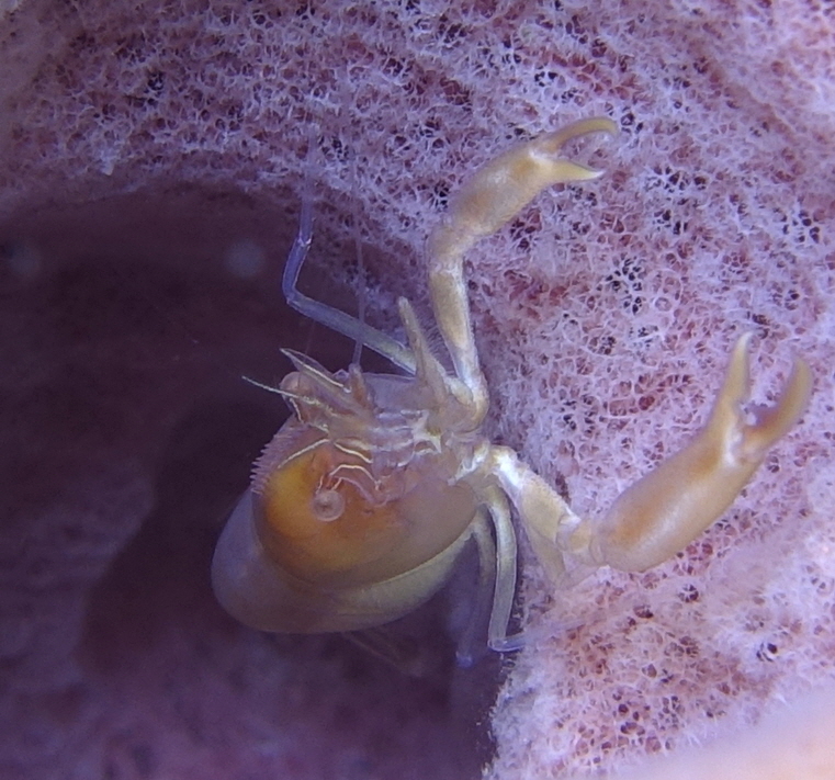 아닐라오 #07 - 킹콩 - Ligpo Pinnacle