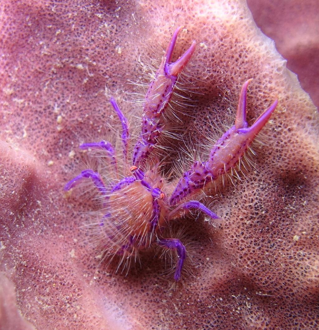 아닐라오 #07 - 킹콩 - Ligpo Pinnacle