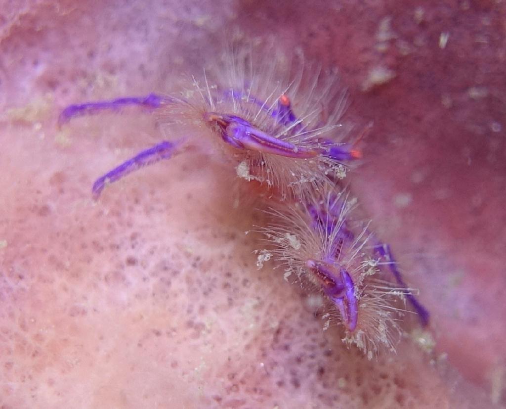 아닐라오 #07 - 킹콩 - Ligpo Pinnacle