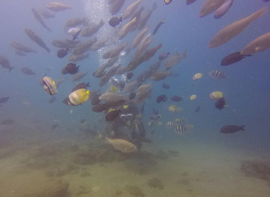 아닐라오 #07 - 킹콩 - Ligpo Pinnacle