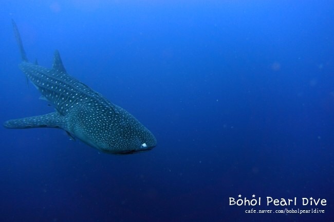 Bohol - Doljo Beach 앞바다 - 바라쿠다 포인트