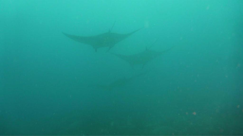 Indonesia, Bali, Nusa penida - Manta Point