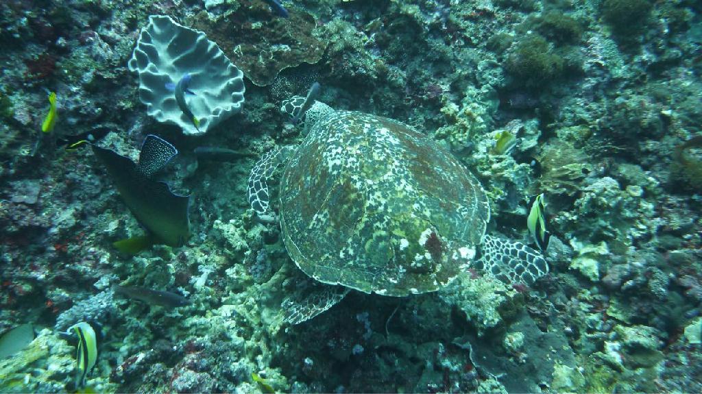 Indonesia, Bali, Nusa penida - Ped Nusa Penida