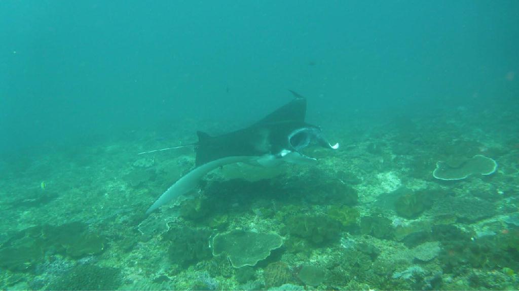 Indonesia, Bali, Nusa penida - Manta Point