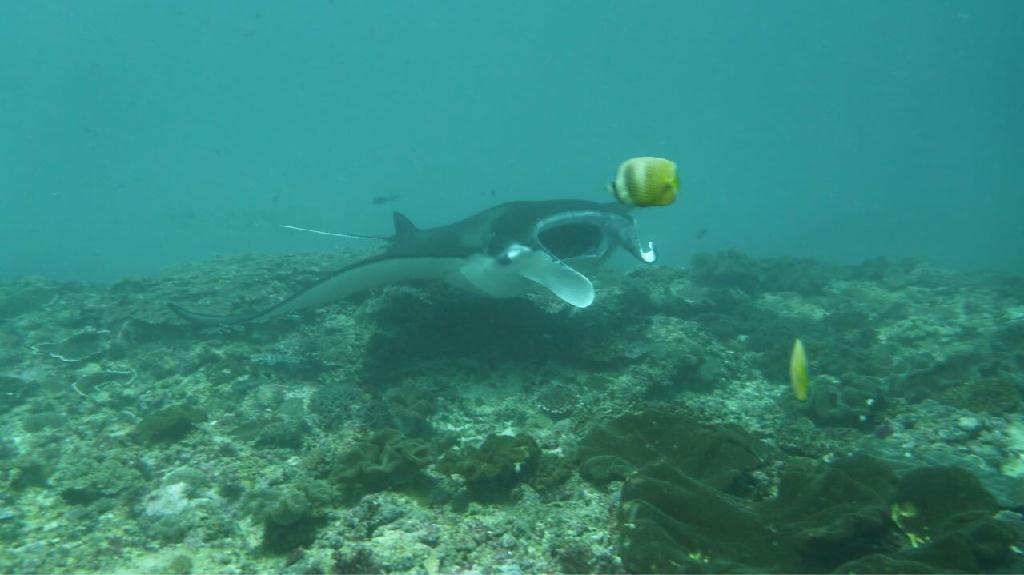 Indonesia, Bali, Nusa penida - Manta Point