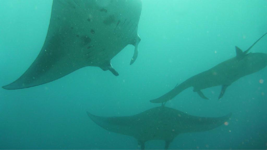 Indonesia, Bali, Nusa penida - Manta Point