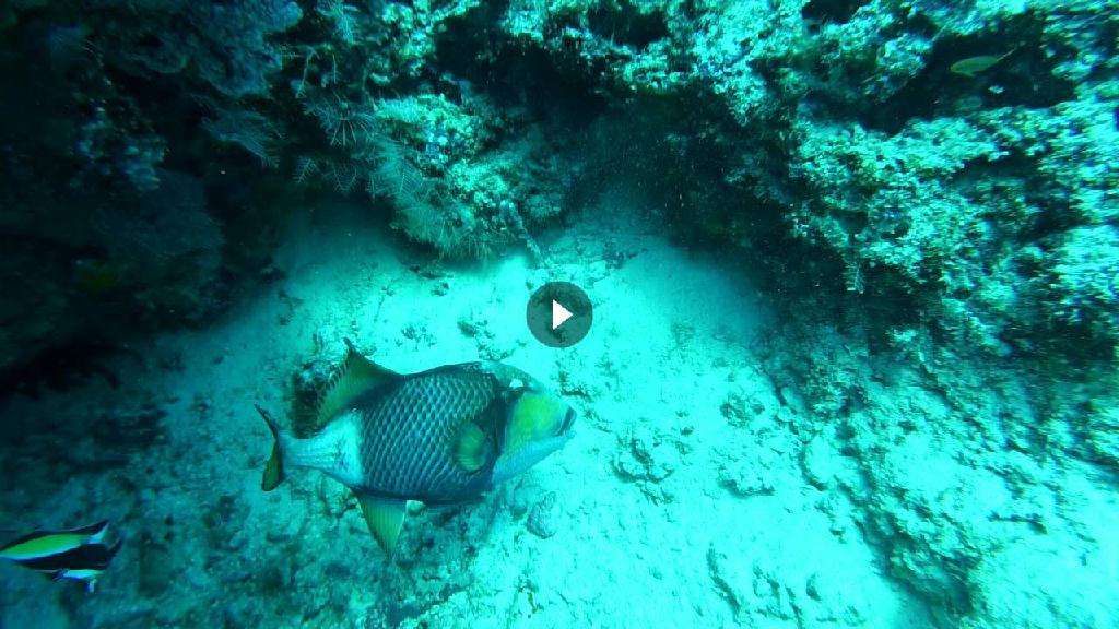 菲律宾 - 阿尼洛