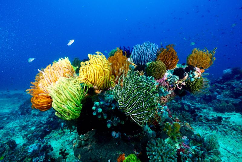 菲律宾 - 阿尼洛