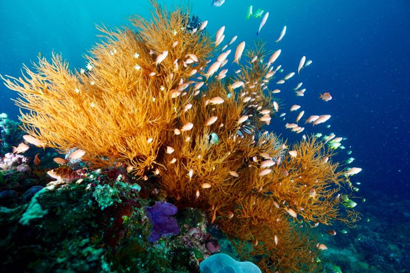 菲律宾 - 阿尼洛