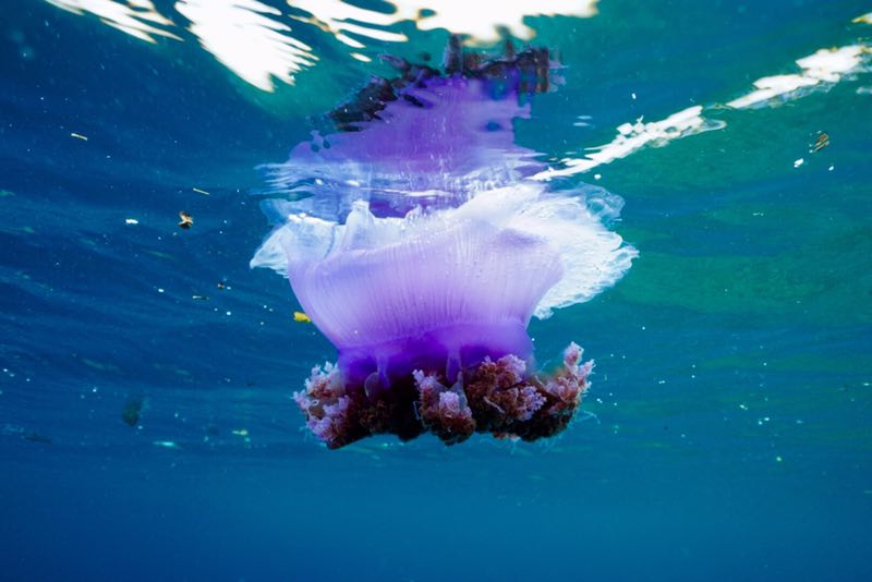 菲律宾 - 阿尼洛