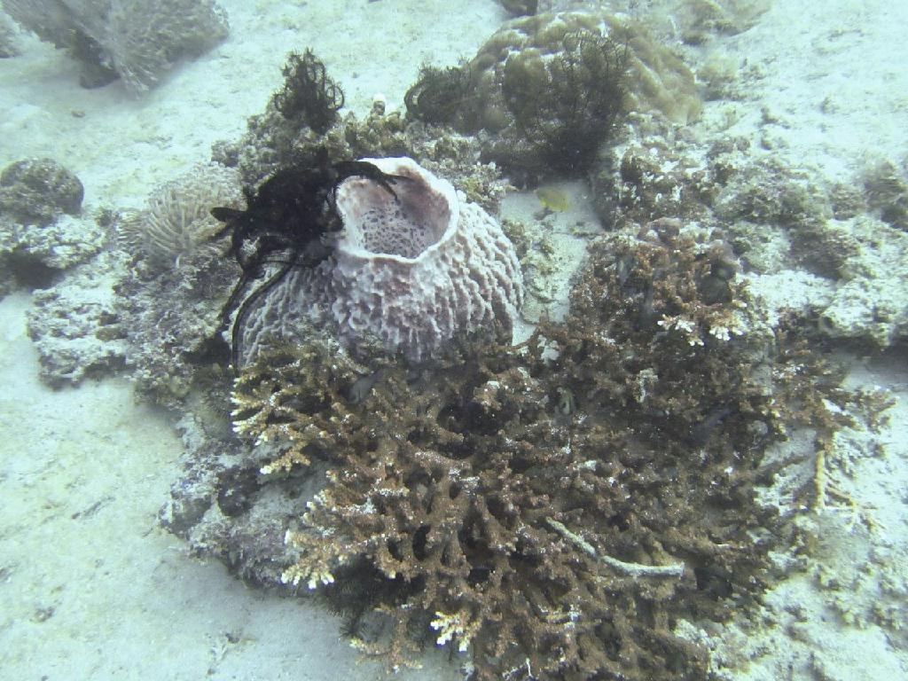 菲律宾 - 阿尼洛