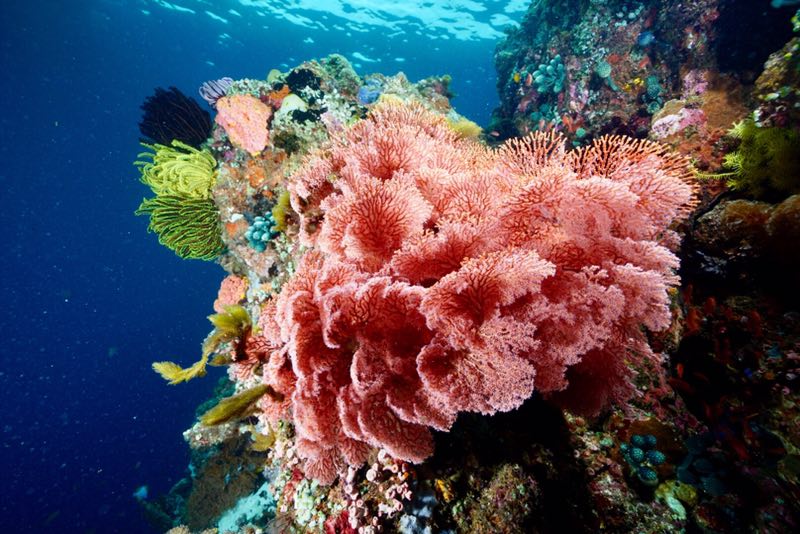 菲律宾 - 阿尼洛