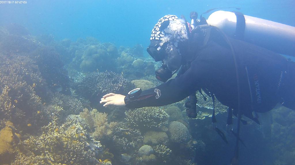 Early morning diving - Balicasag - Royal garden