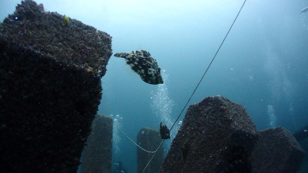 양양 오산다이브 - 고래눈어초