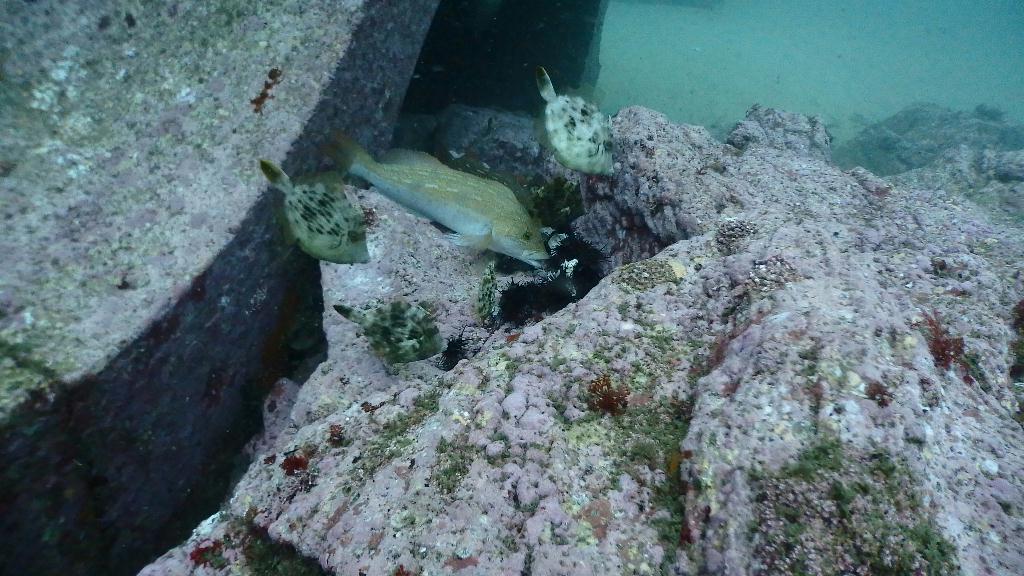 양양 오산다이브 - 고래눈어초