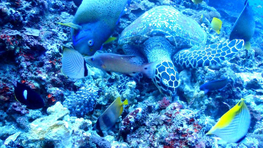 Indonesia, Bali, Karangasem - Turtle Neck, Blue Lagoon