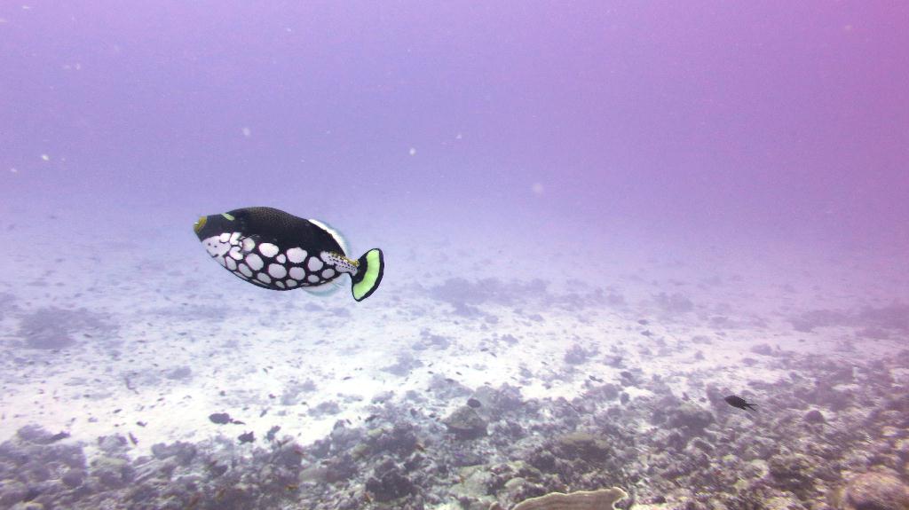 馬爾代夫 NORTH MALE - BODU HITHI THILA