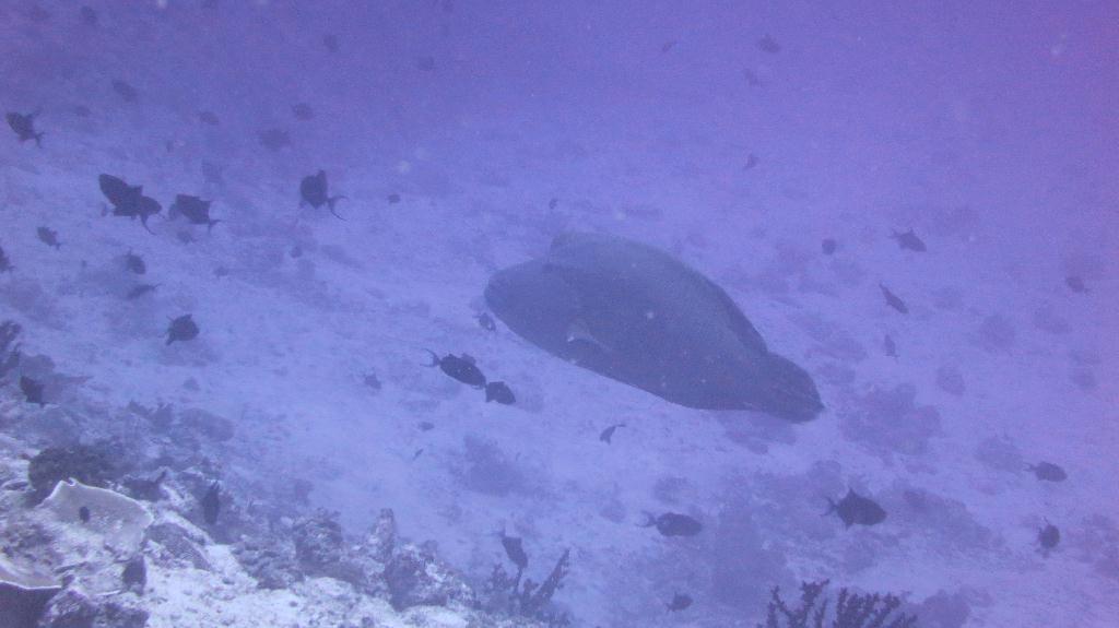 馬爾代夫 NORTH MALE - BODU HITHI THILA