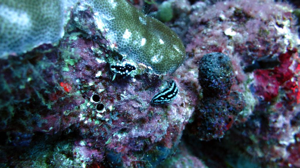 馬爾代夫 NORTH MALE - BODU HITHI THILA