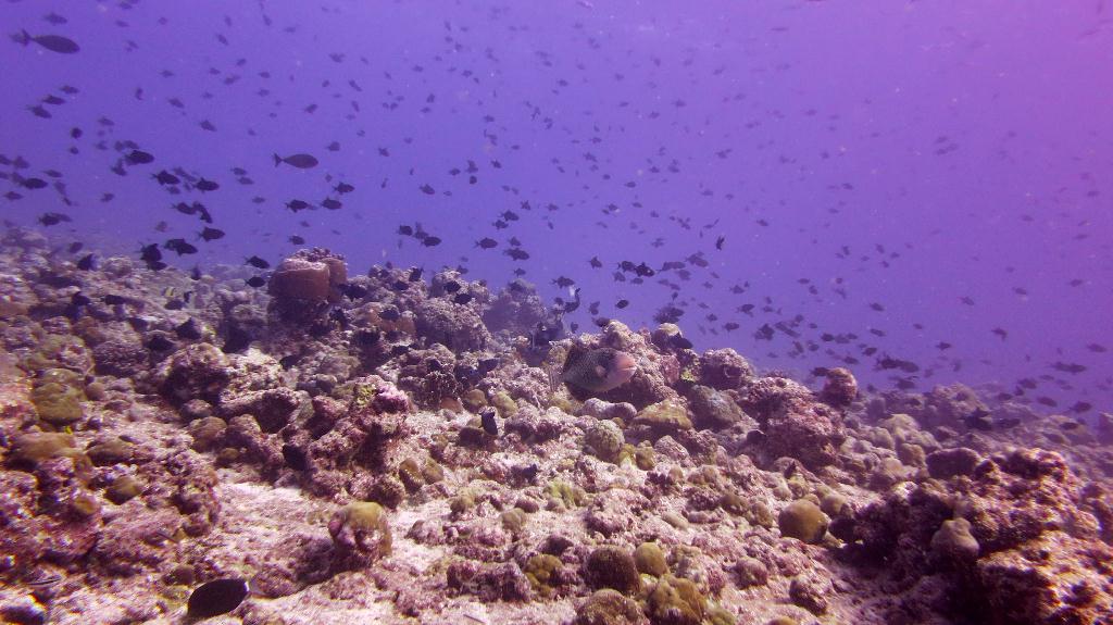 馬爾代夫 NORTH MALE - BODU HITHI THILA