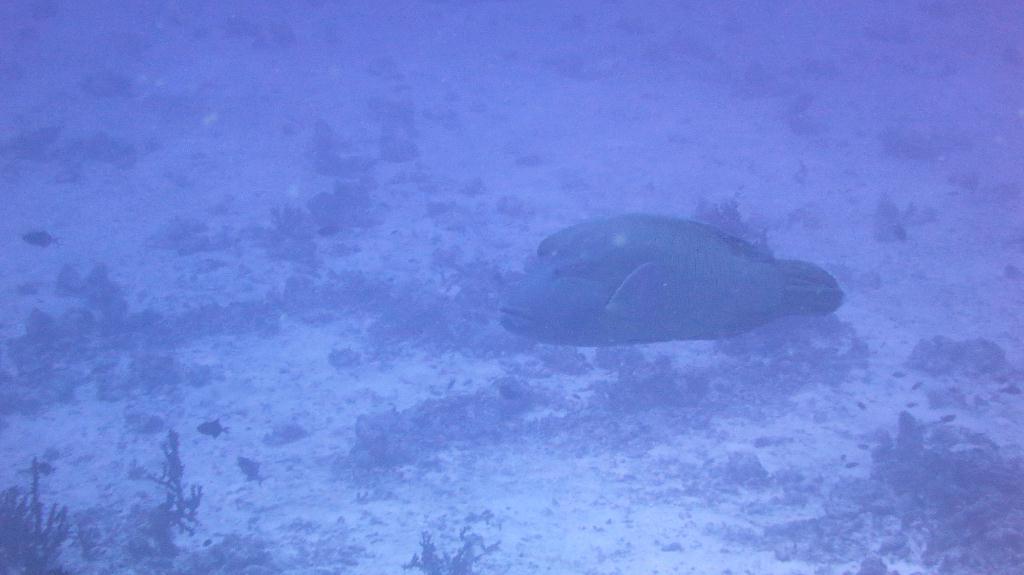 馬爾代夫 NORTH MALE - BODU HITHI THILA