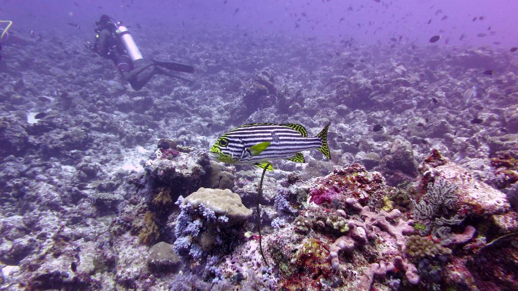 馬爾代夫 NORTH MALE - BODU HITHI THILA