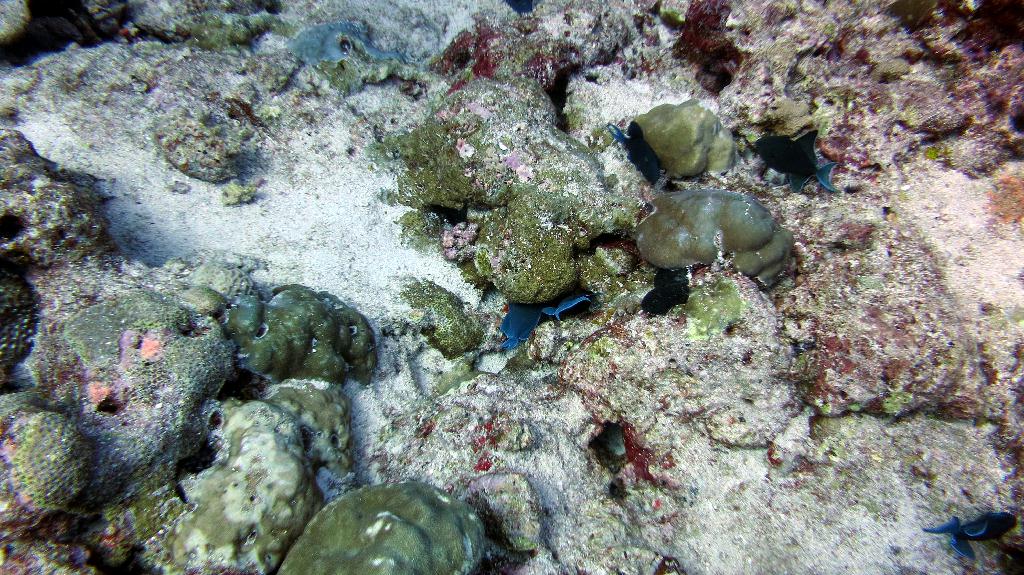 馬爾代夫 NORTH MALE - BODU HITHI THILA