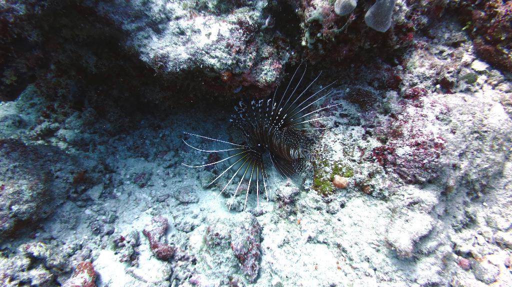 馬爾代夫 NORTH MALE - BODU HITHI THILA