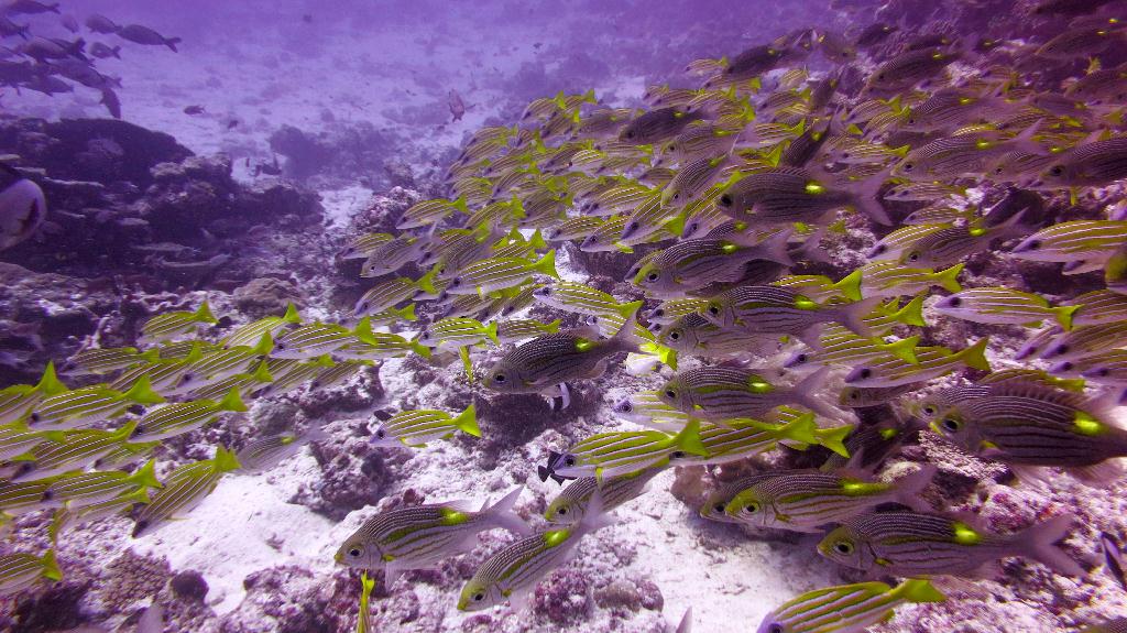 馬爾代夫 NORTH MALE - BODU HITHI THILA