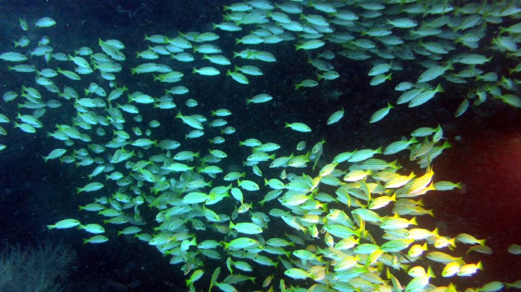 馬爾代夫 NORTH ARI  - FISH HEAD 