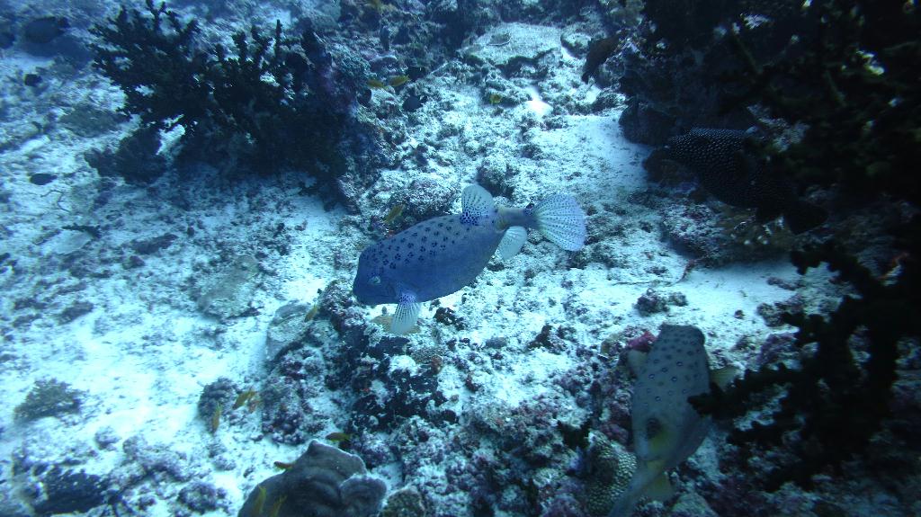 馬爾代夫 NORTH ARI - RASDHOO MADIVARU 