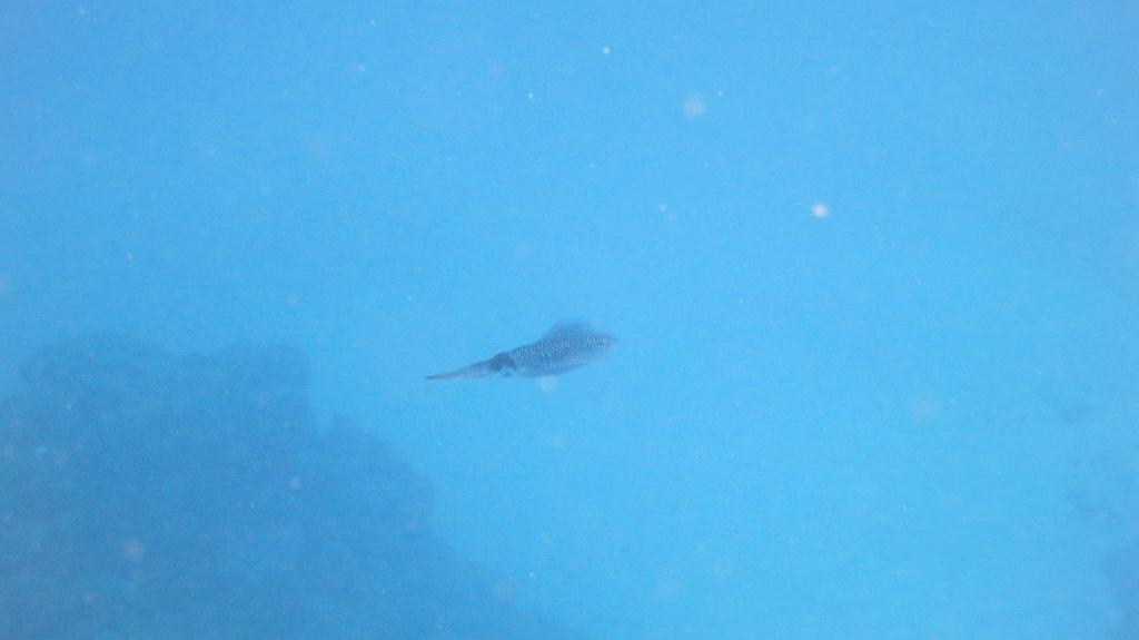 馬爾代夫 NORTH ARI - RASDHOO MADIVARU 