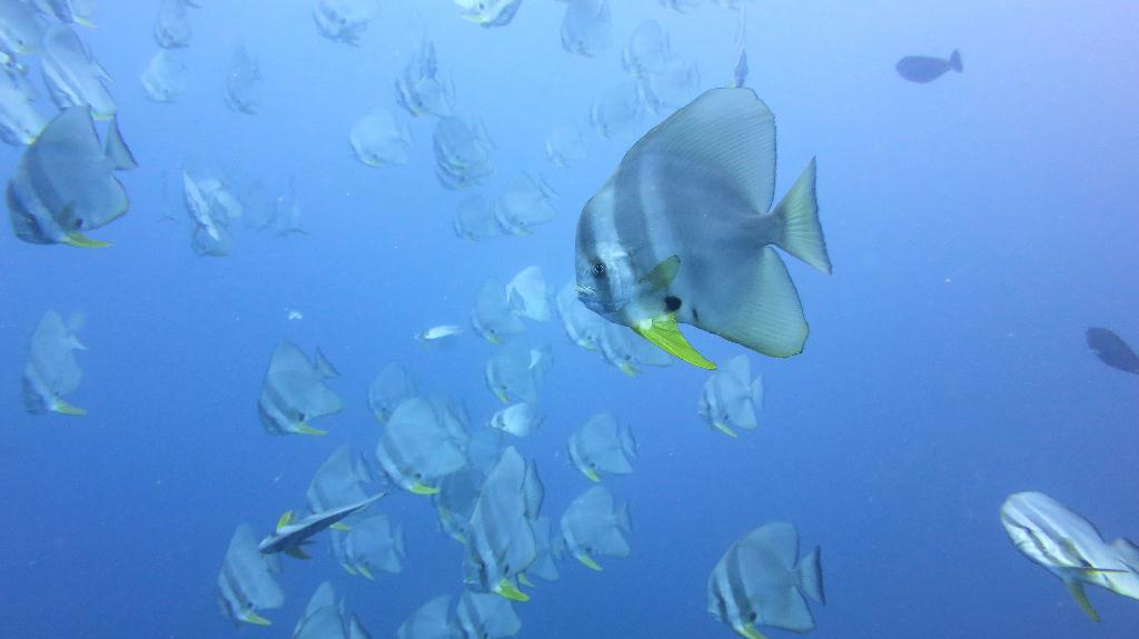 馬爾代夫 NORTH ARI - RASDHOO MADIVARU