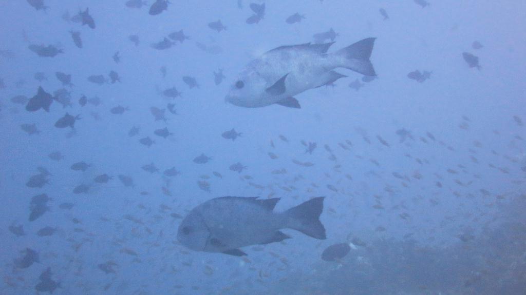 馬爾代夫 NORTH ARI - RASDHOO MADIVARU