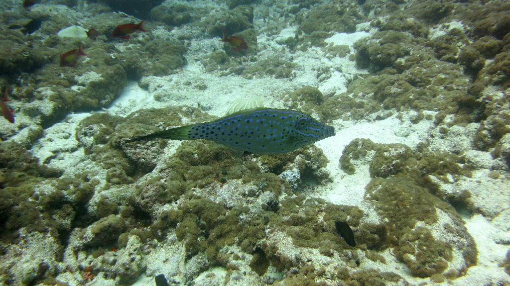 馬爾代夫 NORTH ARI  - FISH HEAD 
