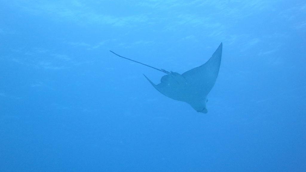 馬爾代夫 NORTH ARI - RASDHOO MADIVARU 