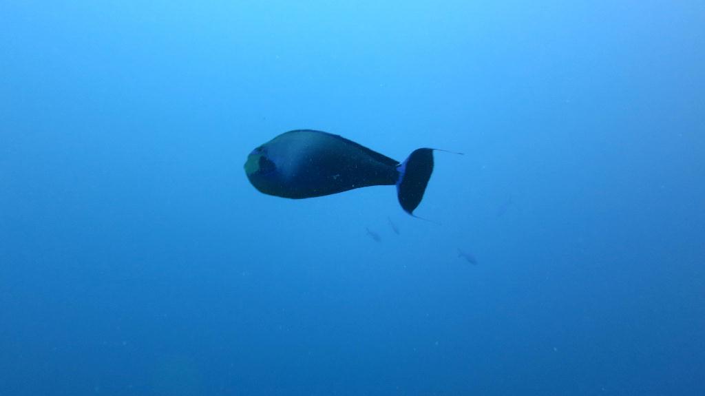 馬爾代夫 NORTH ARI - RASDHOO MADIVARU