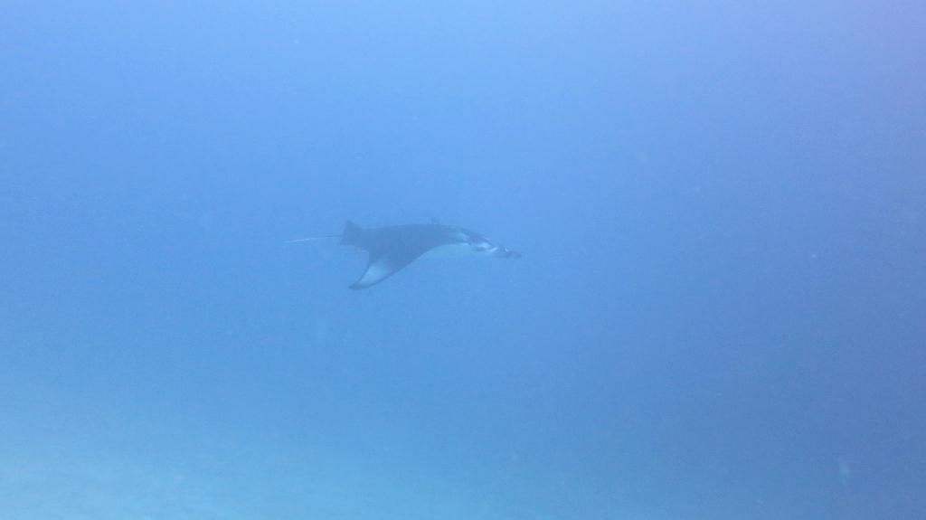 馬爾代夫 NORTH ARI - RASDHOO MADIVARU