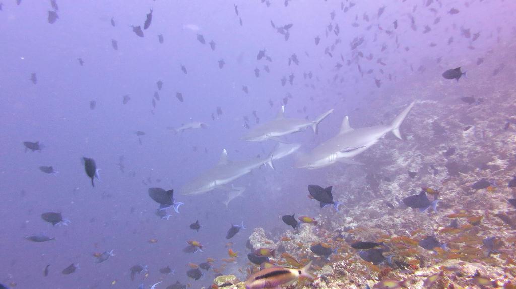 馬爾代夫 NORTH ARI - RASDHOO MADIVARU