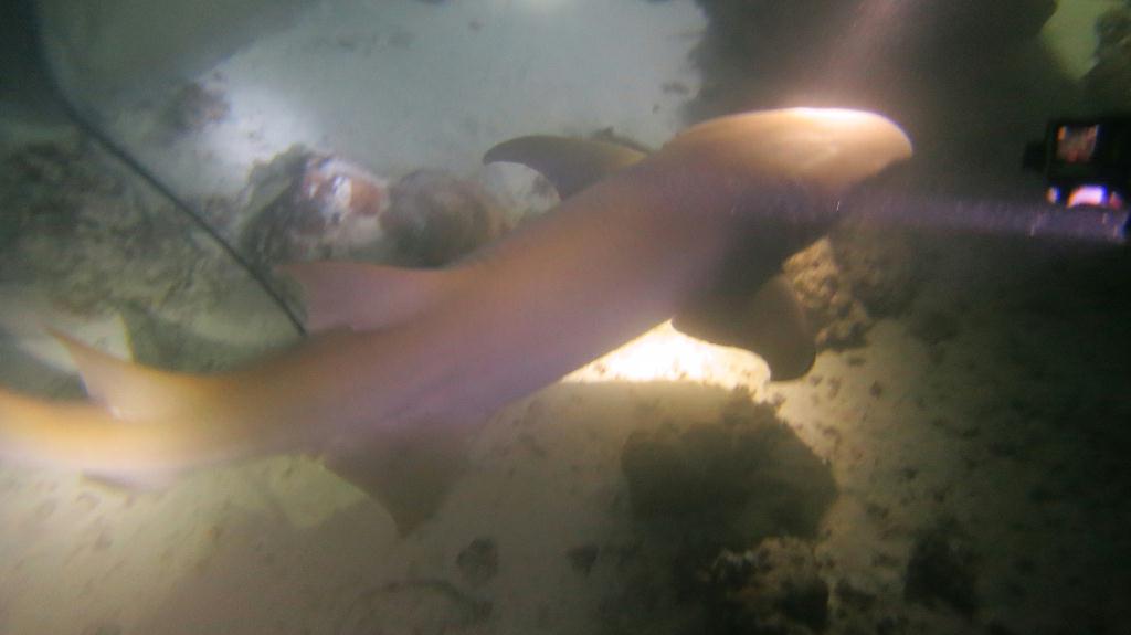 Night Dive  - 馬爾代夫 VAAVU  - ALIMATHAA JETTY 