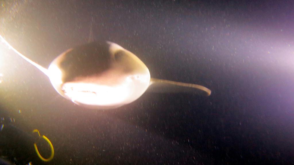 Night Dive  - 馬爾代夫 VAAVU  - ALIMATHAA JETTY 