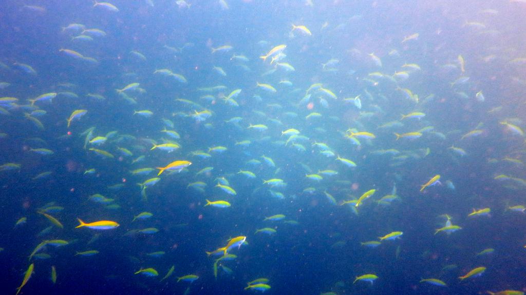 Night Dive  - 馬爾代夫 VAAVU  - ALIMATHAA JETTY 
