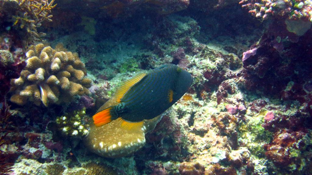 馬爾代夫 SOUTH ARI  - DHIHDHOO BEYRU 