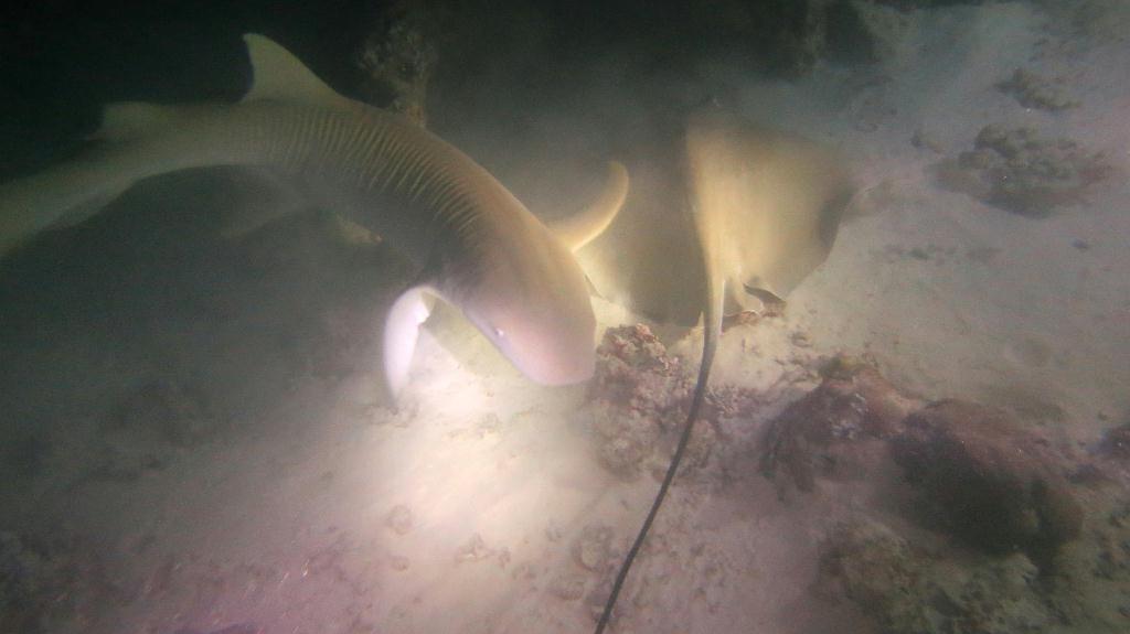 Night Dive  - 馬爾代夫 VAAVU  - ALIMATHAA JETTY 