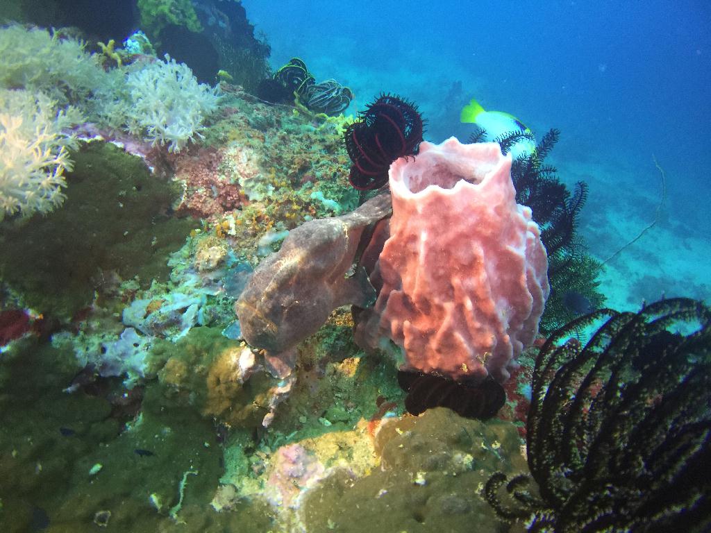 fundive - Puerto Galera Philippines  - Johnny rock