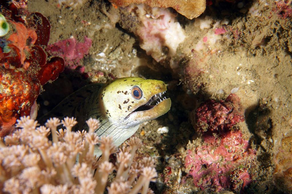 필리핀 아닐라오 리드마린리조트 - KOALA