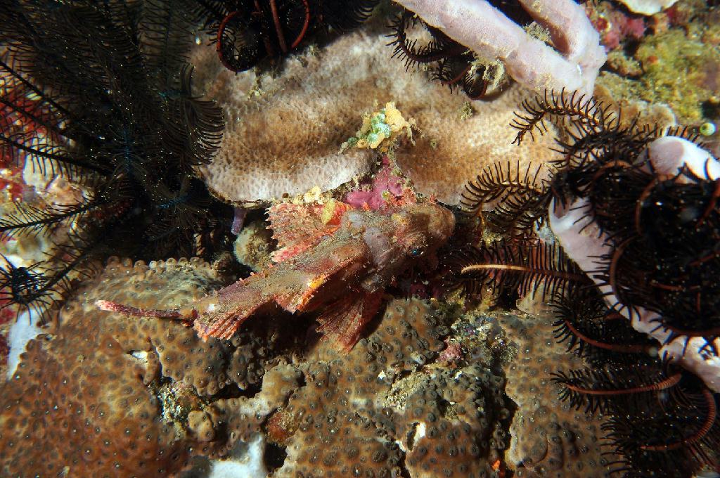 필리핀 아닐라오 리드마린리조트 - KOALA