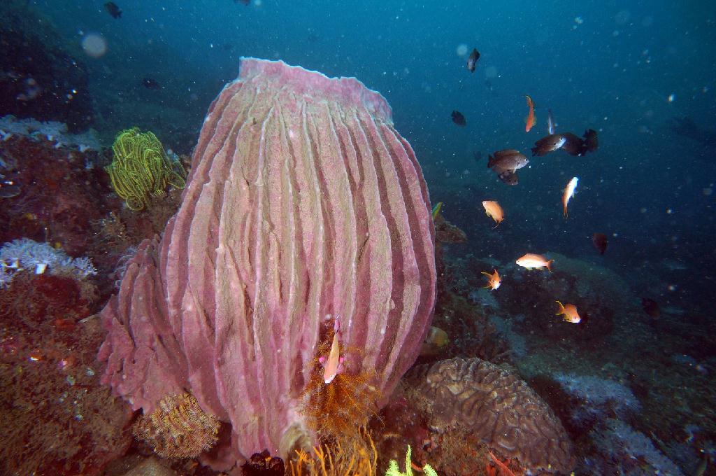 필리핀 아닐라오 리드마린리조트 - KOALA