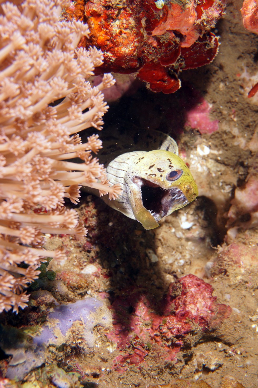 필리핀 아닐라오 리드마린리조트 - KOALA