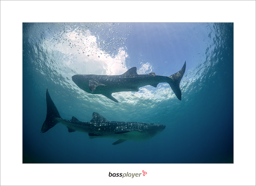Oslob, Cebu, Philippines - whaleshark